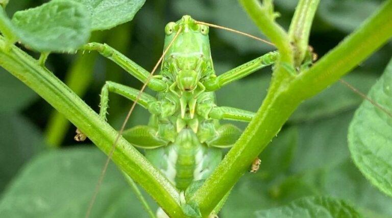 biodiversity